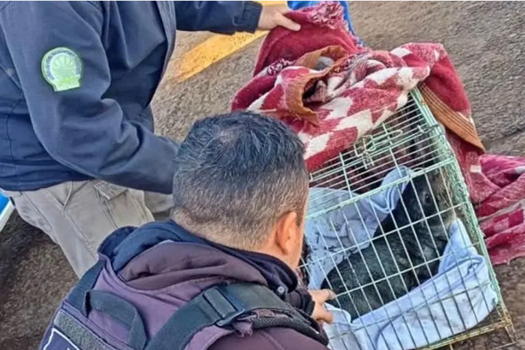 Tras varias semanas de búsqueda, rescataron al lobo marino que apareció en el río Uruguay