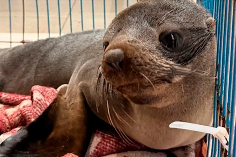 El lobo marino rescatado en el río Uruguay presentaba heridas, deshidratación y bajo peso