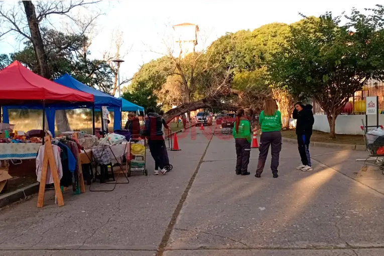 Cayó un árbol en feria de la Escuela Hogar y varias personas fueron picadas por avispas