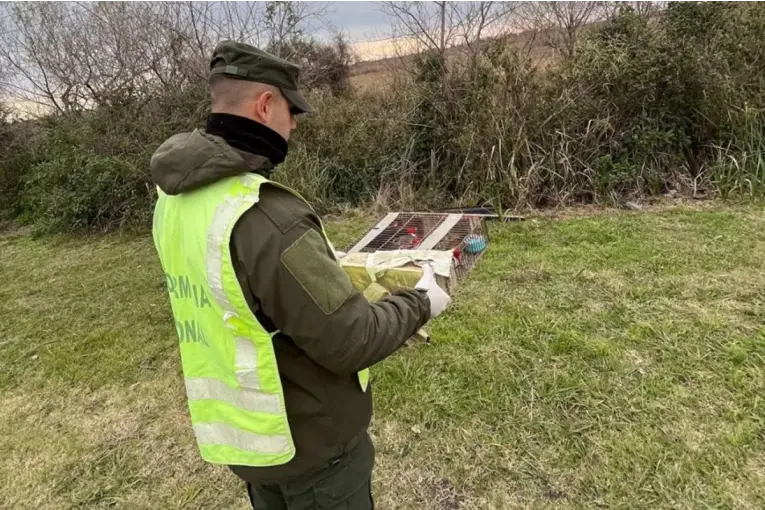 Rescataron 30 cardenales en Ceibas: eran trasladados de manera ilegal hacia Buenos Aires