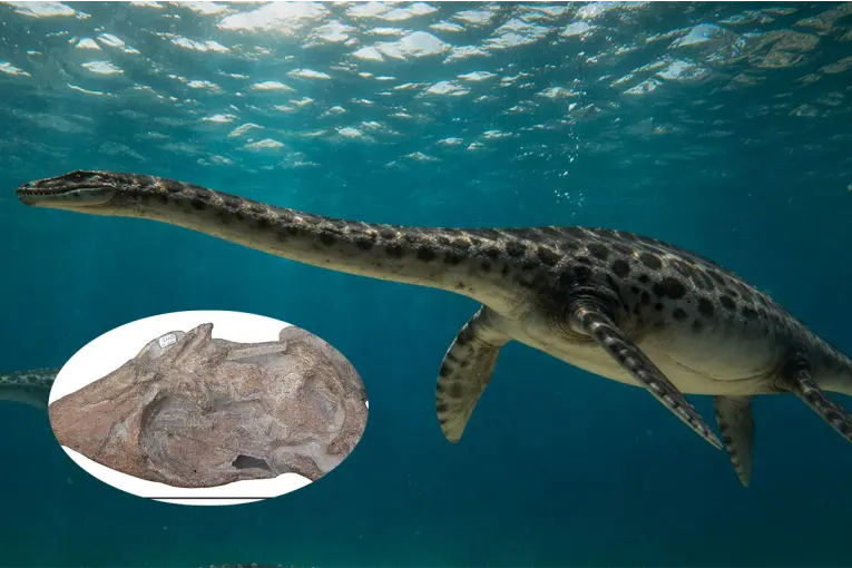 Hallaron el cráneo casi completo de un reptil marino que vivió hace 66 millones de años