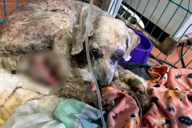 Rescataron con vida a una perrita que había sido enterrada porque la creyeron muerta