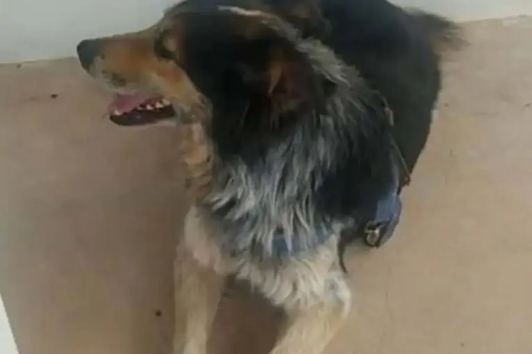 Condenaron a prisión condicional al acusado de ahorcar a un perro en Santa Anita