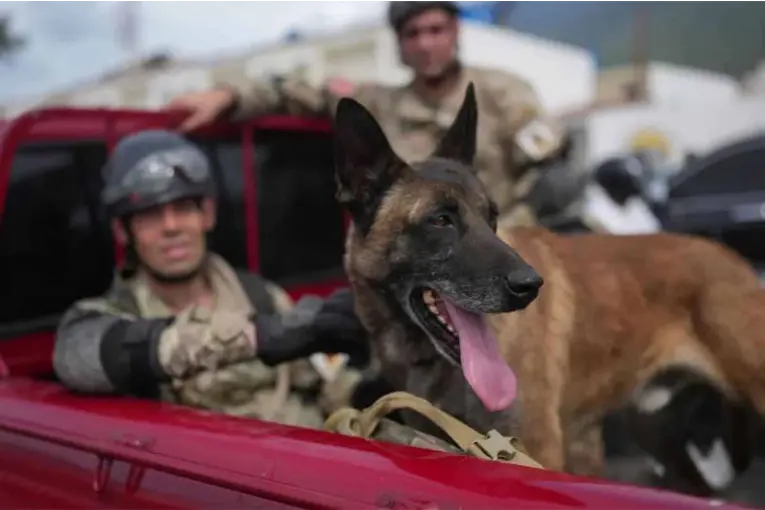 Venezuela: un perro argentino ayudó a rescatar con vida a dos niños que estaban bajo los escombros