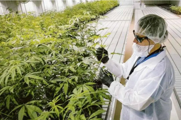 Gobierno habilitó un régimen especial de licencias para producir semillas de cannabis medicinal