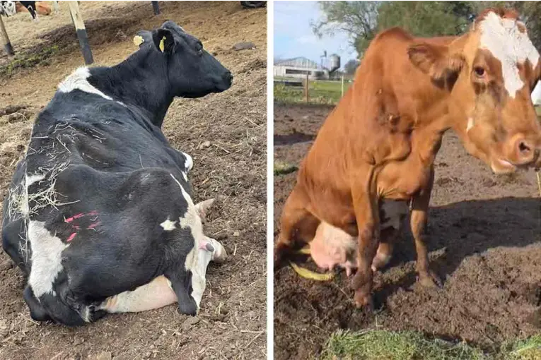 Rescataron 27 vacas enfermas y desnutridas que eran trasladadas para faena