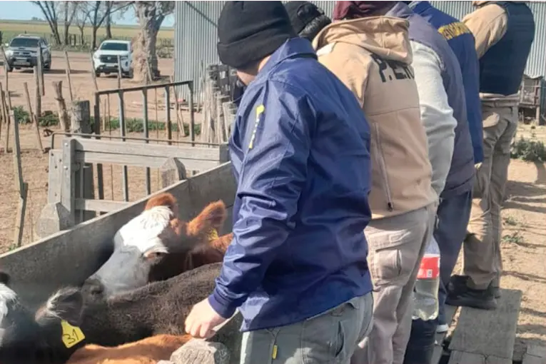 Estafaron a productor entrerriano en más de $150 millones: la policía recuperó los animales