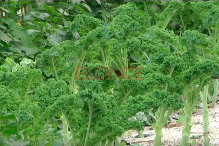Va a haber escasez de producción: alertan por el impacto del frío en las verduras