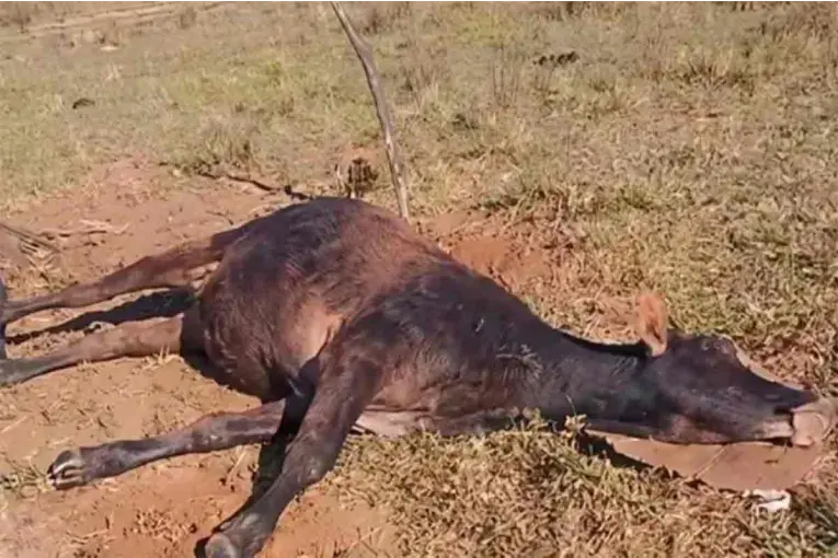 Confirmaron un brote de rabia bovina tras la muerte de más de 30 vacunos en Paraguay