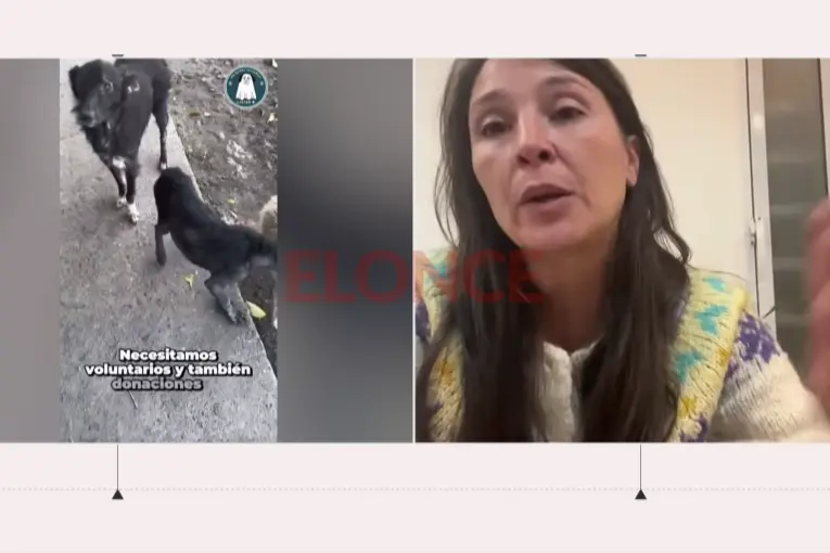 Operativo de castración: buscan voluntarios y donaciones para asistir a animales en barrio San Martín
