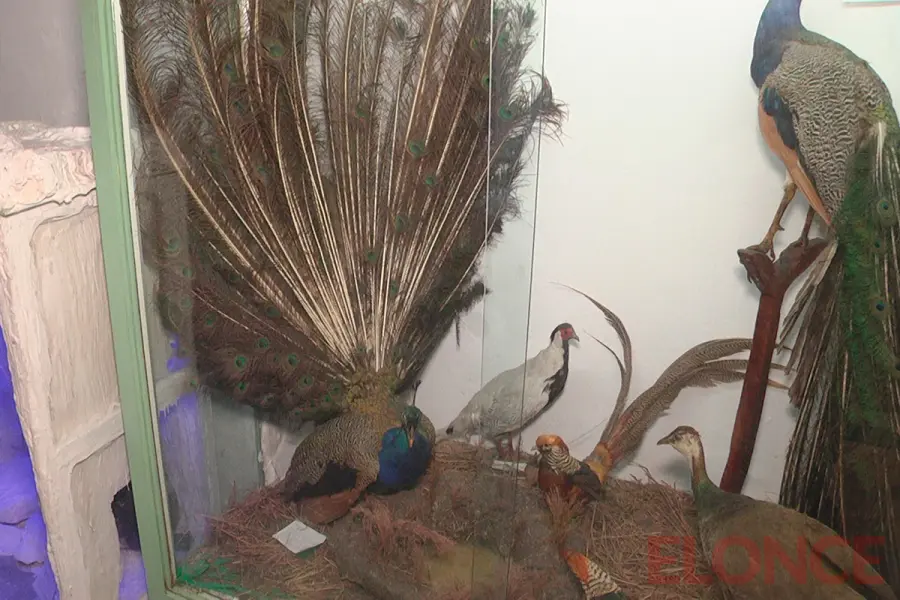 Museo Serrano (foto Elonce)