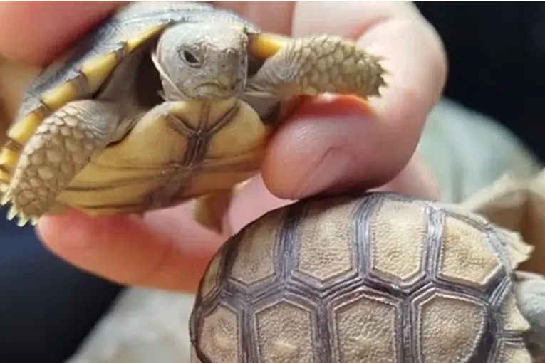 Interceptaron en Paraná un delivery de animales silvestres: llevaban seis tortugas de tierra