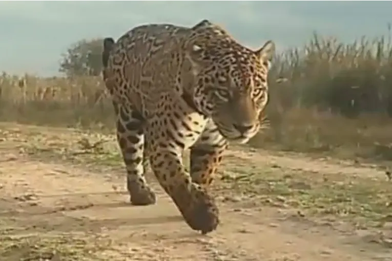 Corrientes vuelve a ser tierra de yaguaretés: filmaron el paso de un ejemplar en el Iberá