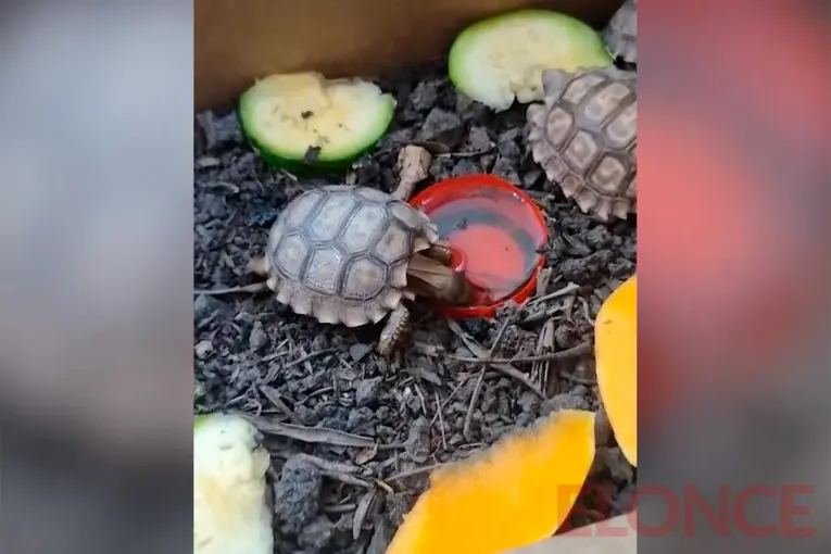 Tráfico de tortugas en Paraná: el implicado lo tenía como un negocio temporal