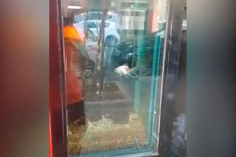 Un local de sushi exhibía peces en la vidriera y lo denunciaron por presunto maltrato animal
