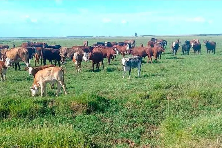 Un productor denunció el robo de 50 cabezas de ganado sobre la traza de la Ruta Nacional 14