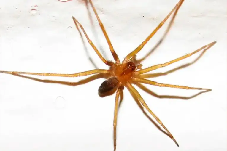 Fue picado por una araña del rincón, debió ser operado y estuvo cerca de una amputación: por qué es peligrosa