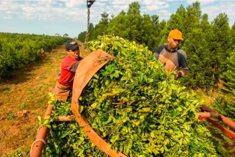 Sturzenegger ratificó desregulación del sector yerbatero, el INYM defendió su postura y destacó a Messi