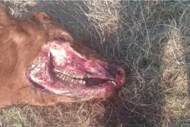 Mutilación de bovinos: hallaron una vaca con extraños cortes en un campo de Nogoyá