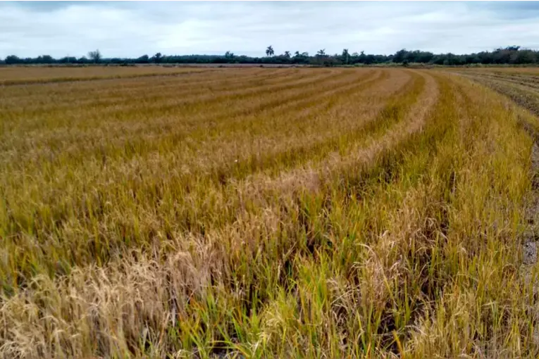 Productores entrerrianos alertan por la caída del arroz y reclaman créditos para sostener la actividad