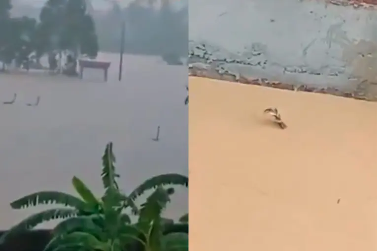 Inundaciones en China provocaron una invasión de serpientes venenosas