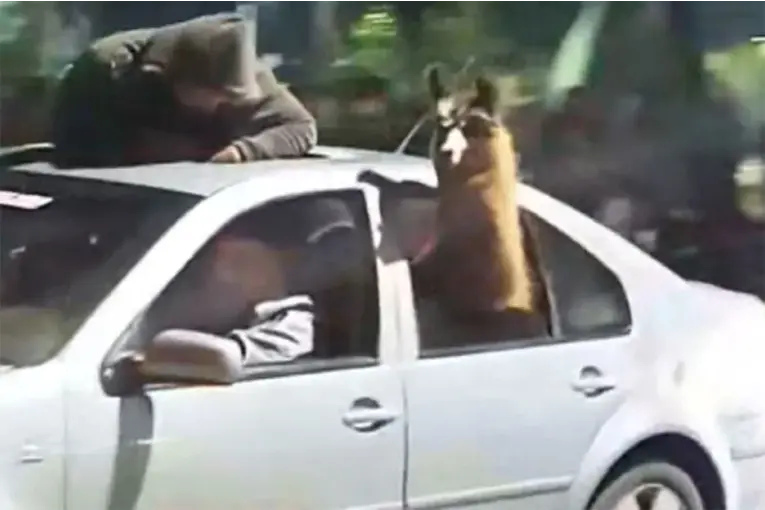 Insólito: llevaron una llama en un auto para festejar el pase de Argentina a semifinales