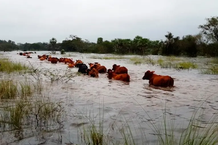 Ante el fenómeno de El Niño, productores buscan dónde ubicar su hacienda
