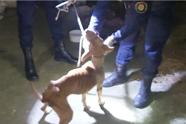 Rescataron a una perra tras una denuncia por maltrato animal