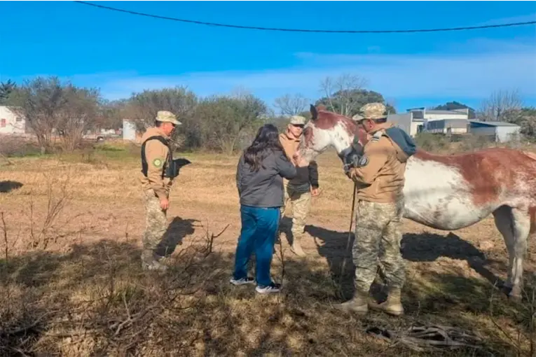 Rescataron a una yegua preñada en grave estado e investigarán a su dueño por maltrato animal