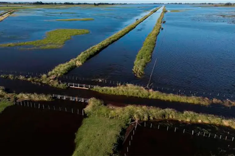 "Súper Niño": productores ganaderos del Delta anticipan medidas ante un posible escenario de intensas lluvias