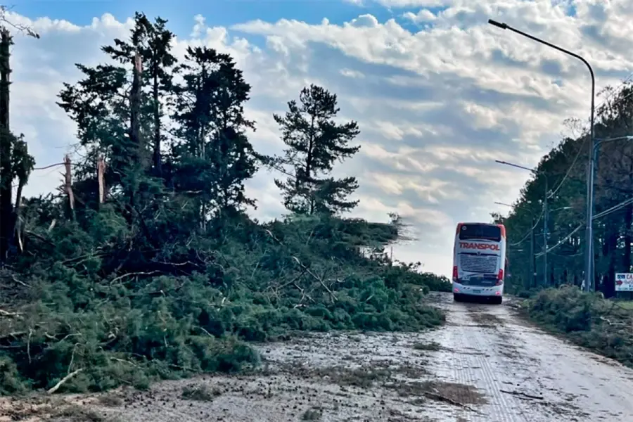 La avenida Rosch de Concordia casi cortada por la ca&iacute;da de &aacute;rboles (fuente Diario R&iacute;o Uruguay)
