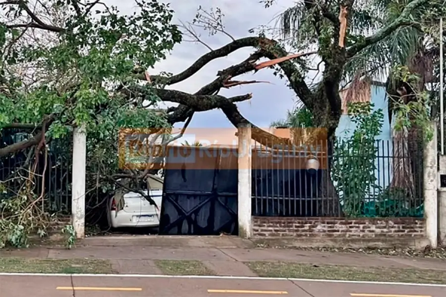 Un &aacute;rbol ca&iacute;do sobre un auto en Villa Zorraquin (fuente Diario R&iacute;o Uruguay)