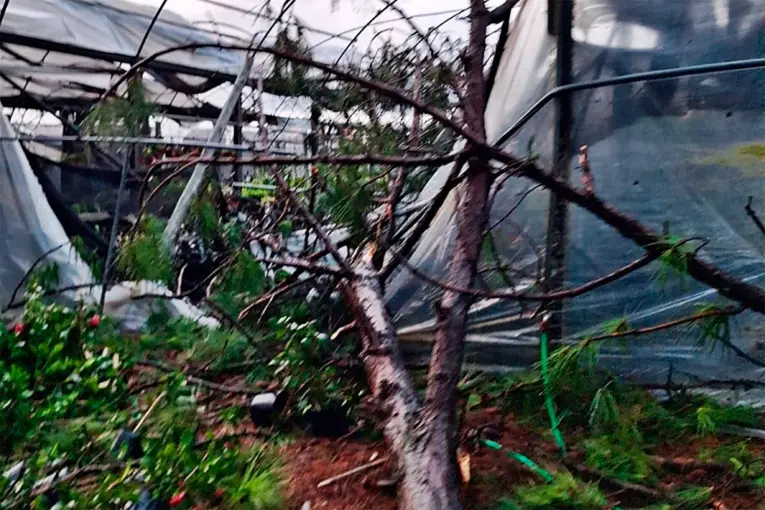 Temporal en Concordia arrasó con el 80% de las instalaciones de un vivero familiar