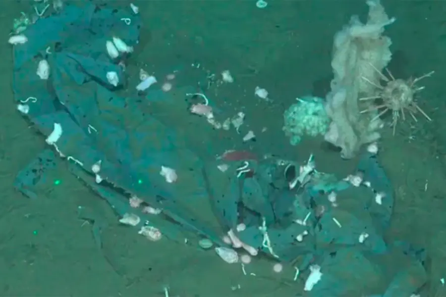 Foto: ROV SuBastian - Schmidt Ocean Institute