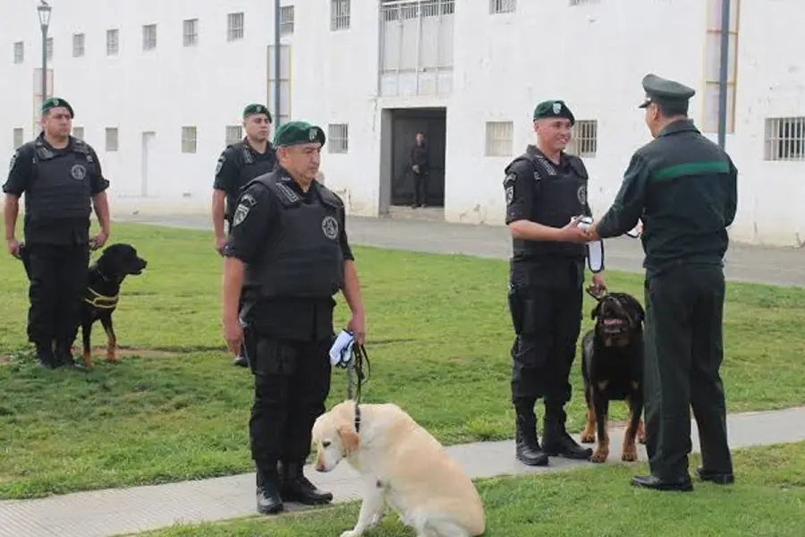 Perros de las fuerzas federales.