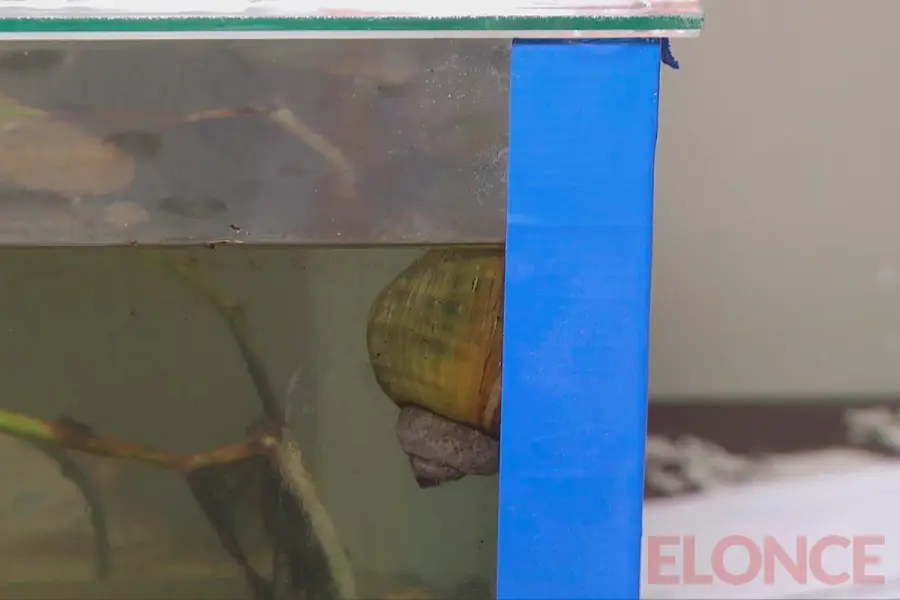 El caracol manzana (Pomacea canaliculata) (foto Elonce)