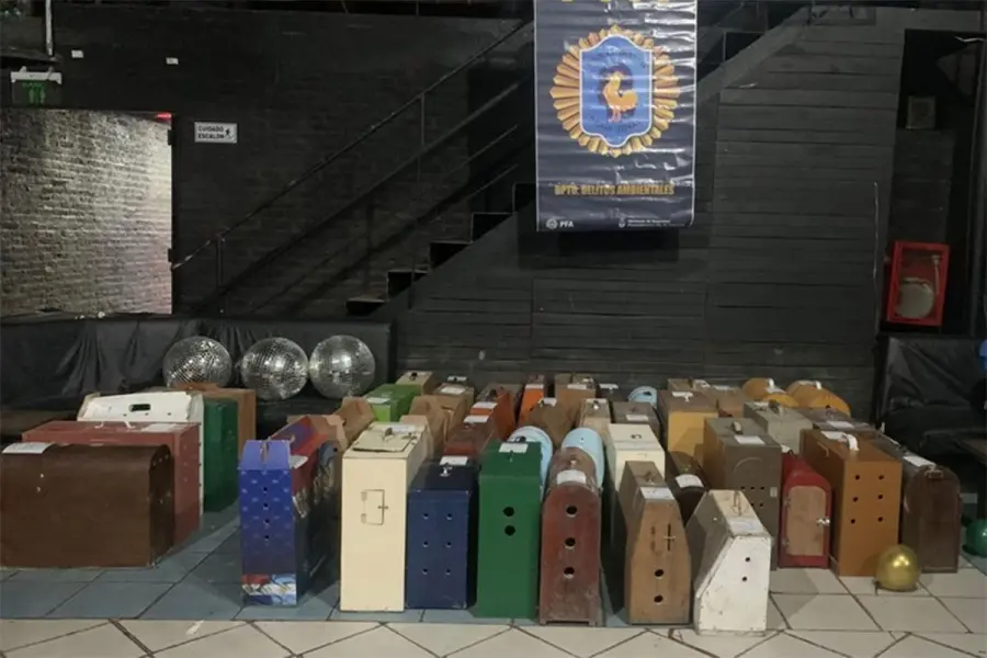 Las cajas donde transportaban los gallos