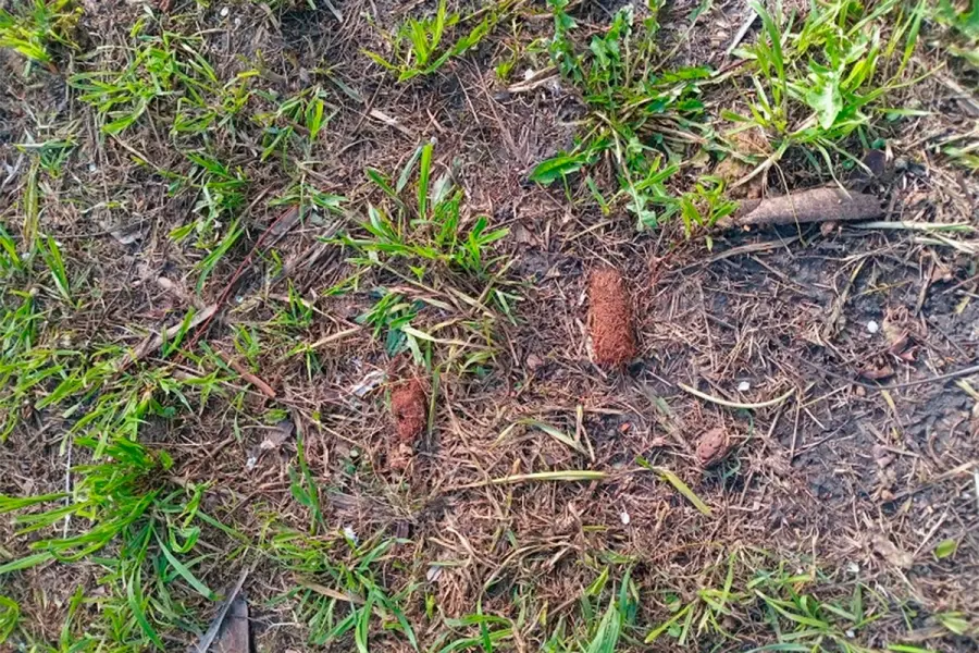 Descartaron picudo rojo en una palmera de Urdinarrain (foto Municipalidad de Urdinarrain)