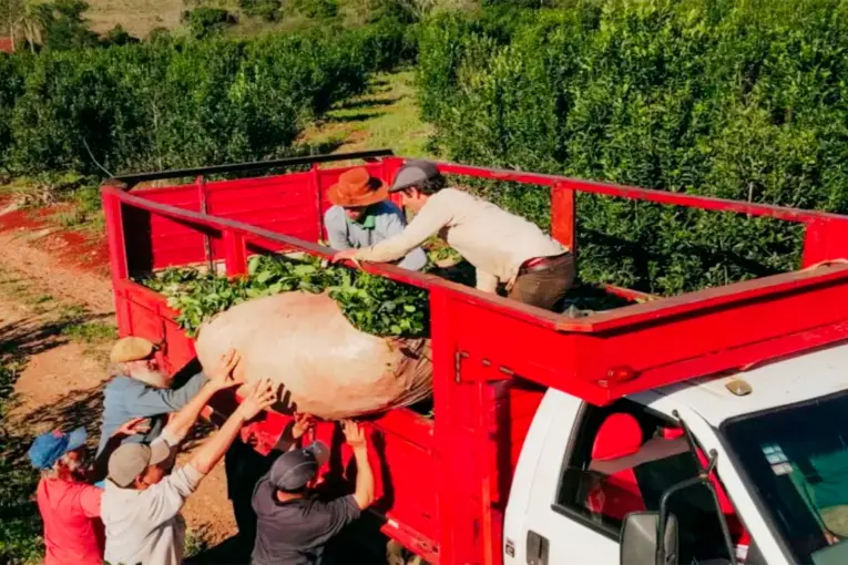 Productores yerbateros de Misiones realizarán un tractorazo ante la visita de Milei