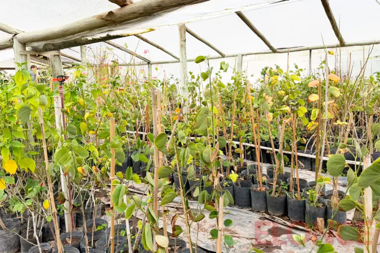 Qué árboles plantar en las veredas de Paraná y cuáles evitar según el espacio: recomendaciones del Vivero Municipal