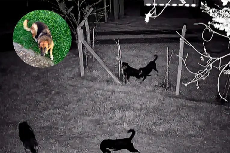 Habló el dueño de los rottweilers que mataron a una perra ovejera en un campo cerca de Crespo