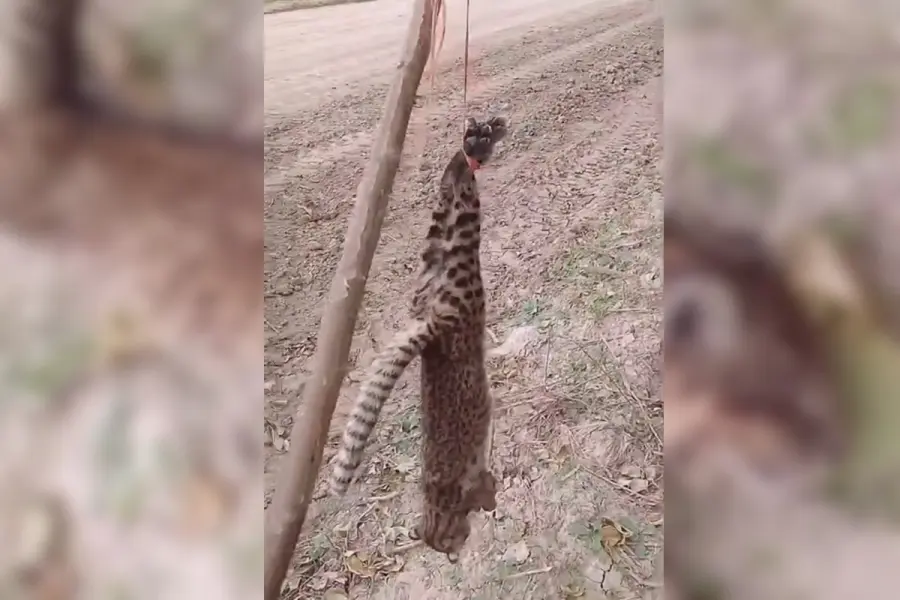 Gato mont&eacute;s hallado muerto de un disparo (captura de video)