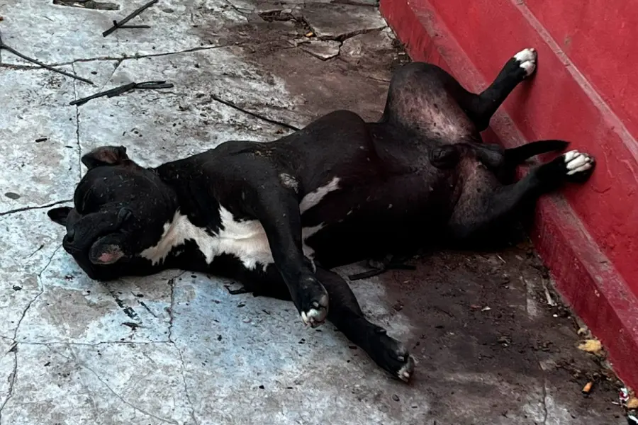 (Gentileza de la propietaria de las mascotas)