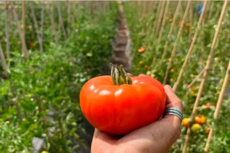 Rescataron casi 200 variedades criollas de tomate para recuperar el sabor perdido