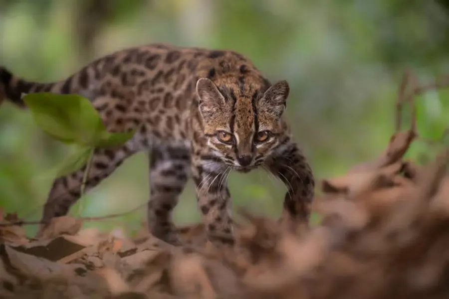 Foto: National Geographic.