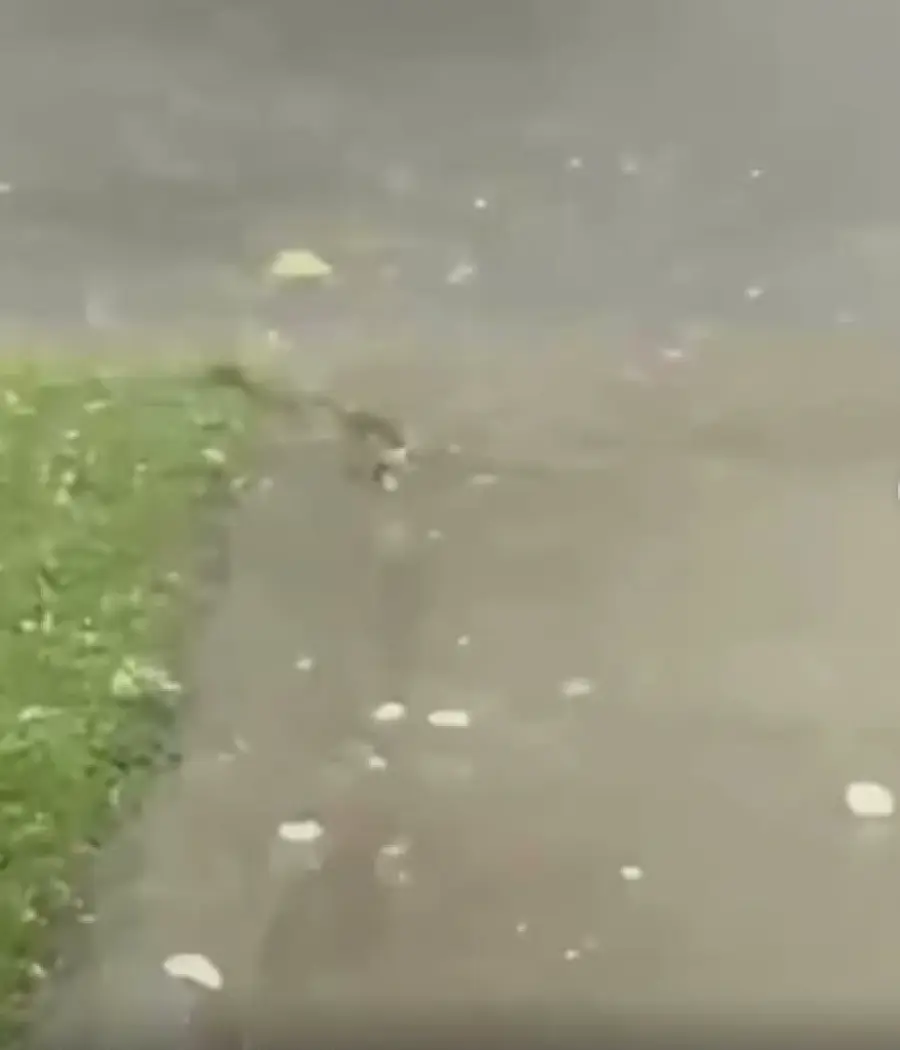 El granizo en San Vicente, Santa Fe