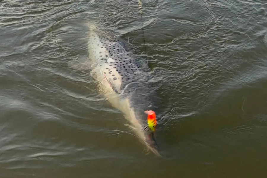 Un surub&iacute; de m&aacute;s de 40 kilos marc&oacute; un nuevo r&eacute;cord para un gu&iacute;a (foto Instagram Excursiones Chano Pesca)