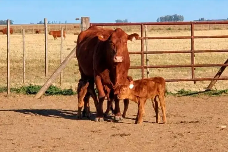 Una vaca tuvo trillizos en Córdoba: un caso que ocurre cada 100 mil partos