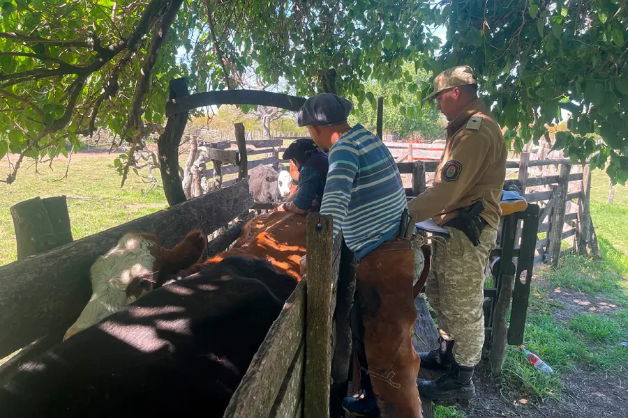Recuperaron ganado robado en el norte entrerriano (foto Policía de Entre Ríos)