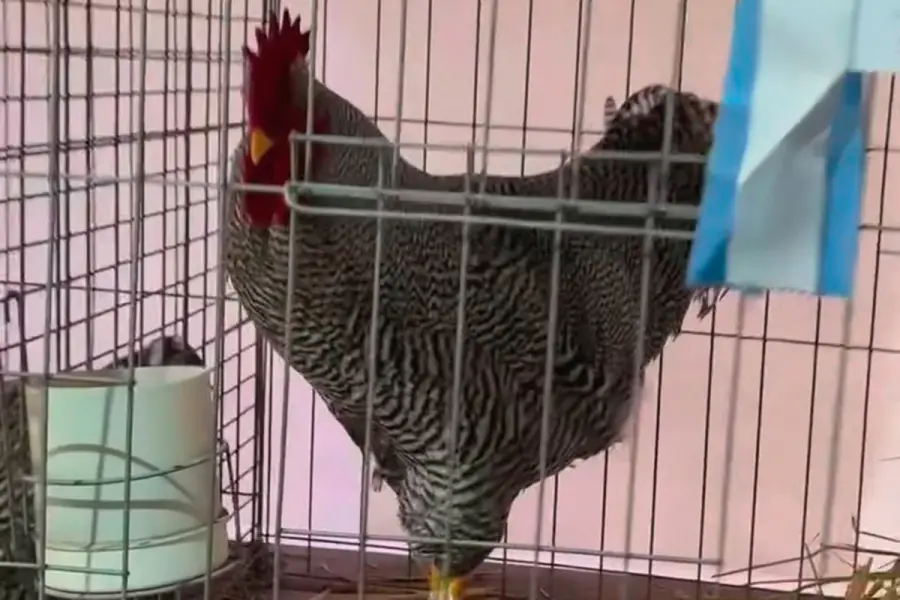 Pagaron $3.020.000 por un gallo de raza en una subasta rural (captura de video)